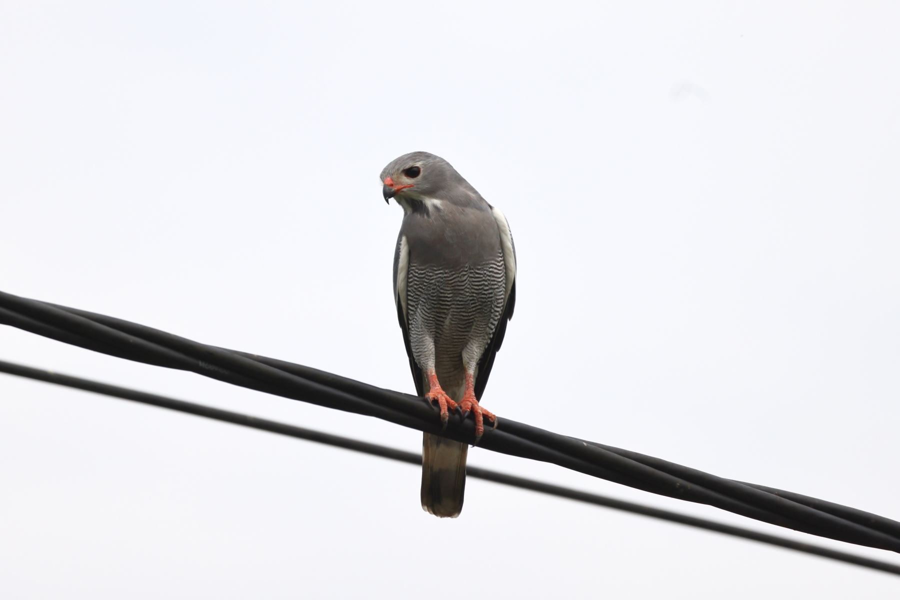Uganda - Near Fort Portal - Lizard buzzard (Kaupifalco monogrammicus)