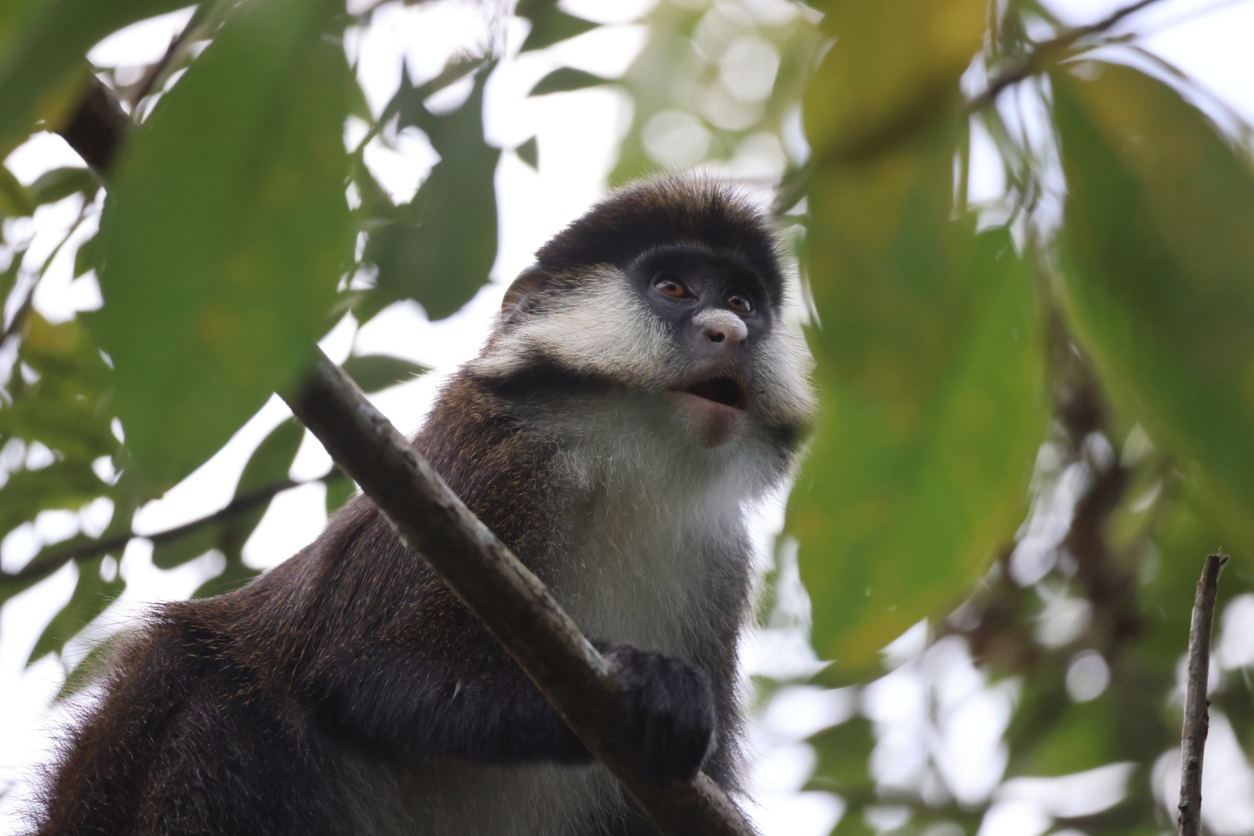 Uganda - Kibale National Park - Red-tailed monkey (Cercopithecus ascanius)