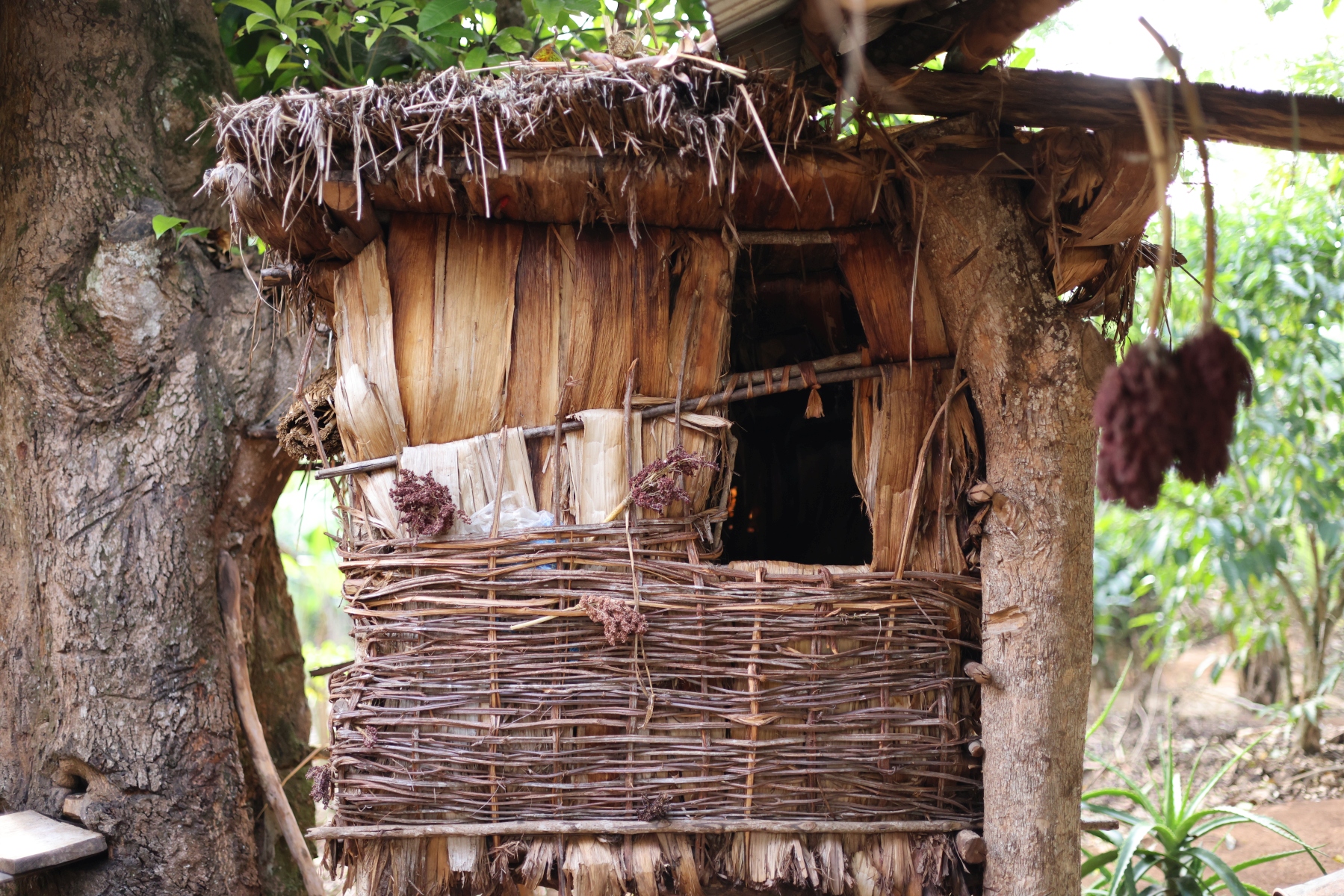 Uganda - Kibale National Park - Banana man drying box
