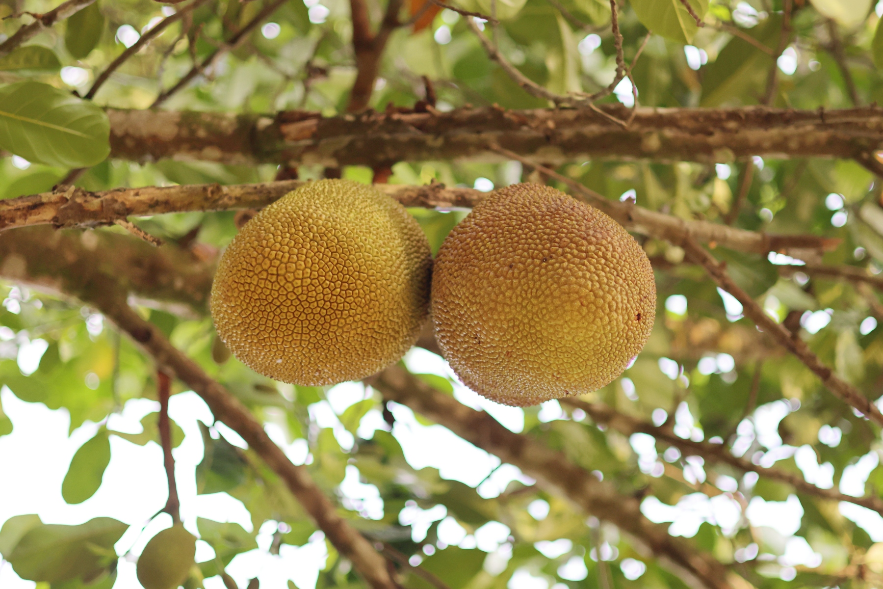 Uganda - Kibale National Park - Jackfruits