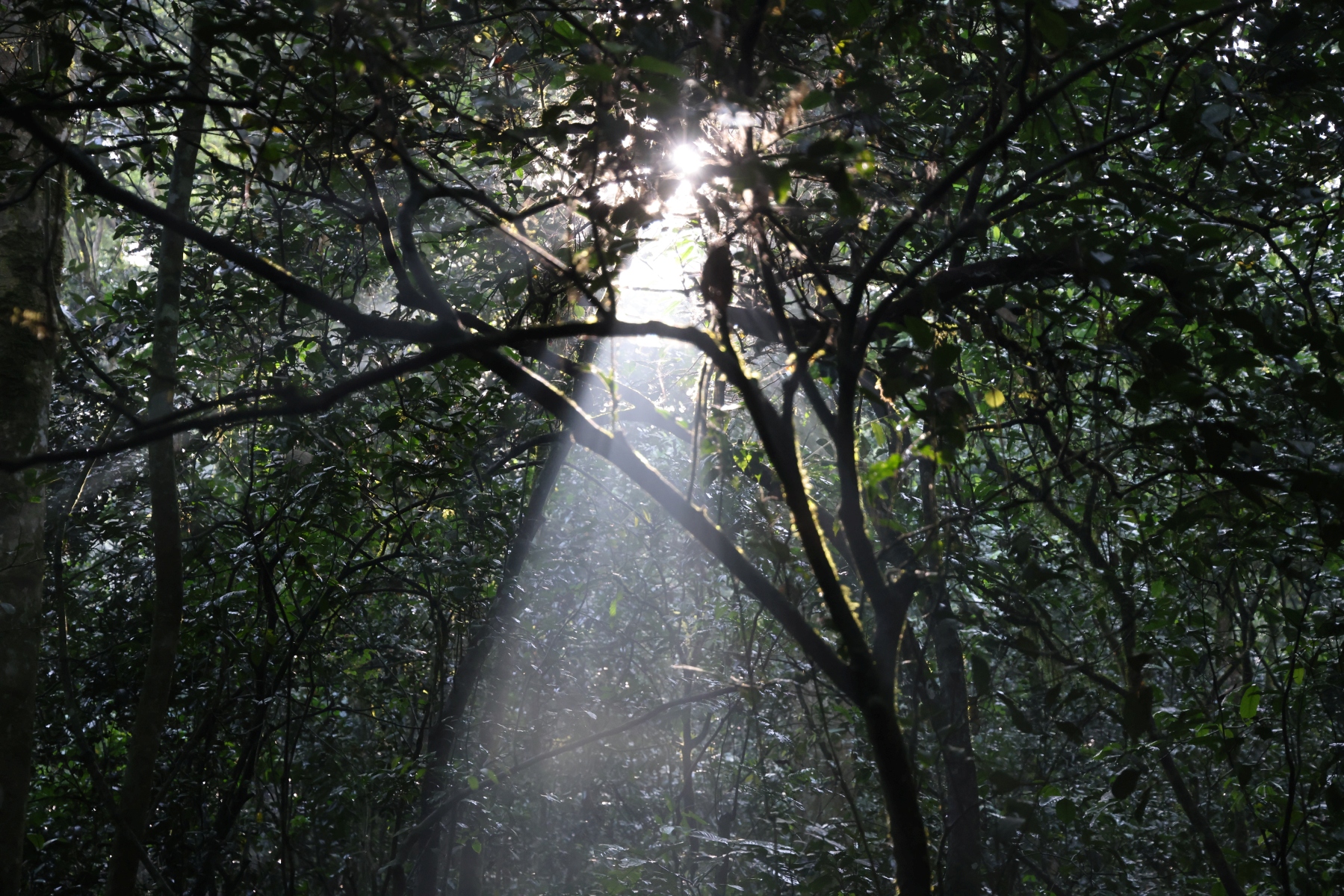Uganda - Kibale National Park - Godrays