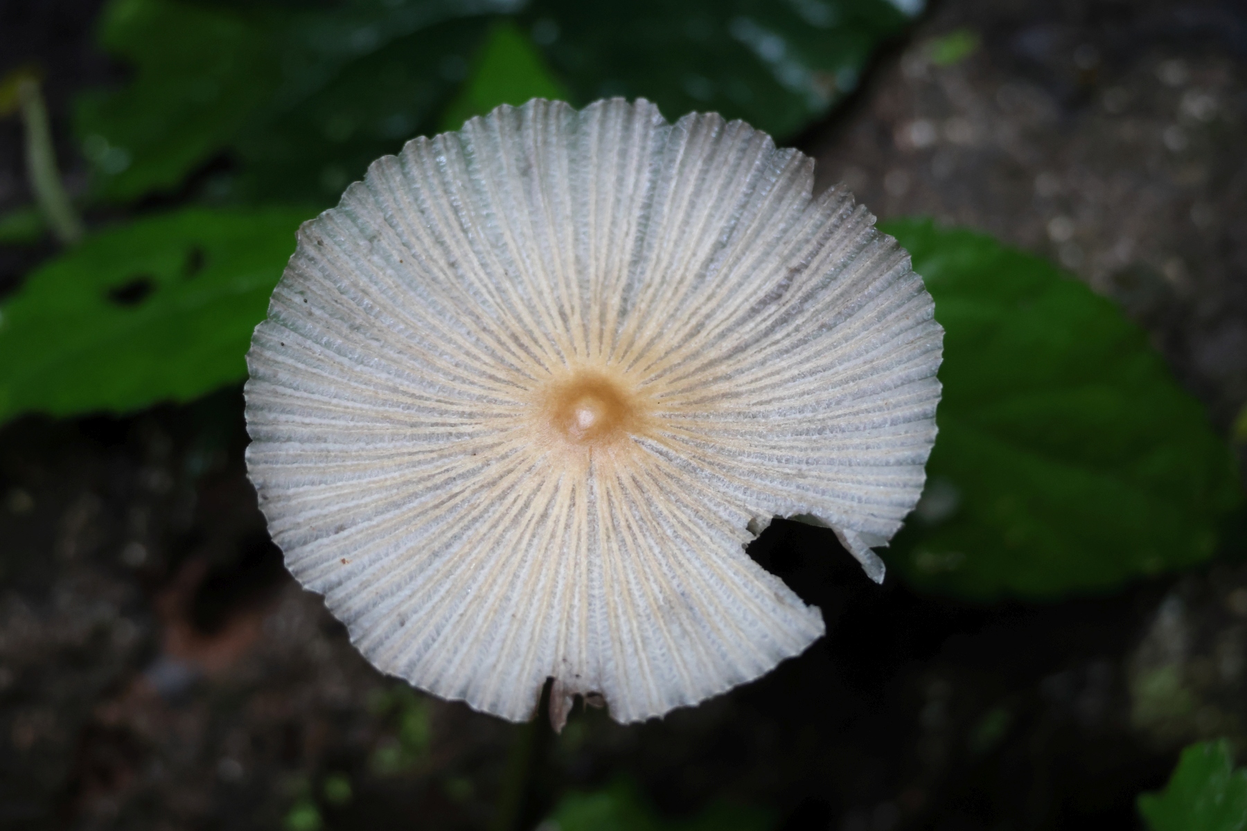 Uganda - Kibale National Park - Mushroom