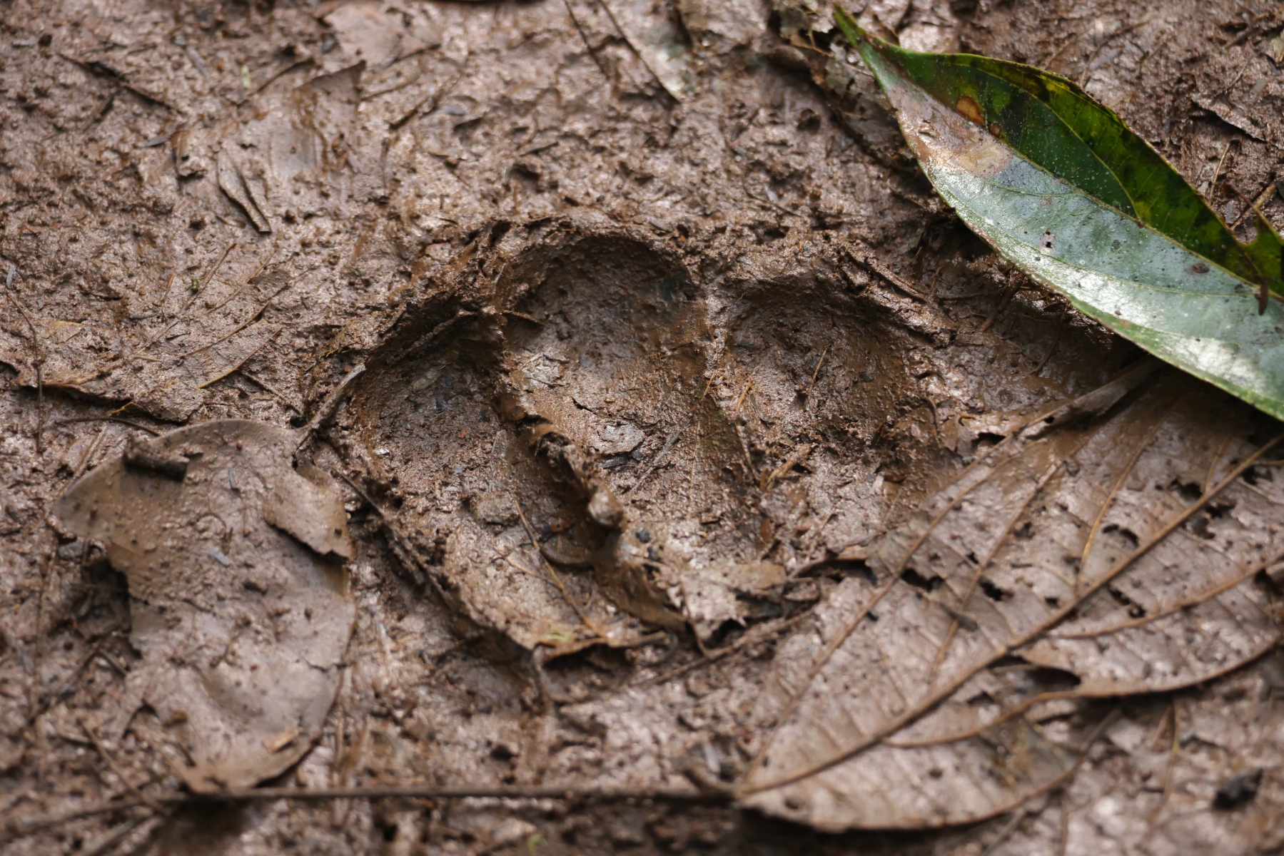 Uganda - Kibale National Park - Chimpanzee footprint
