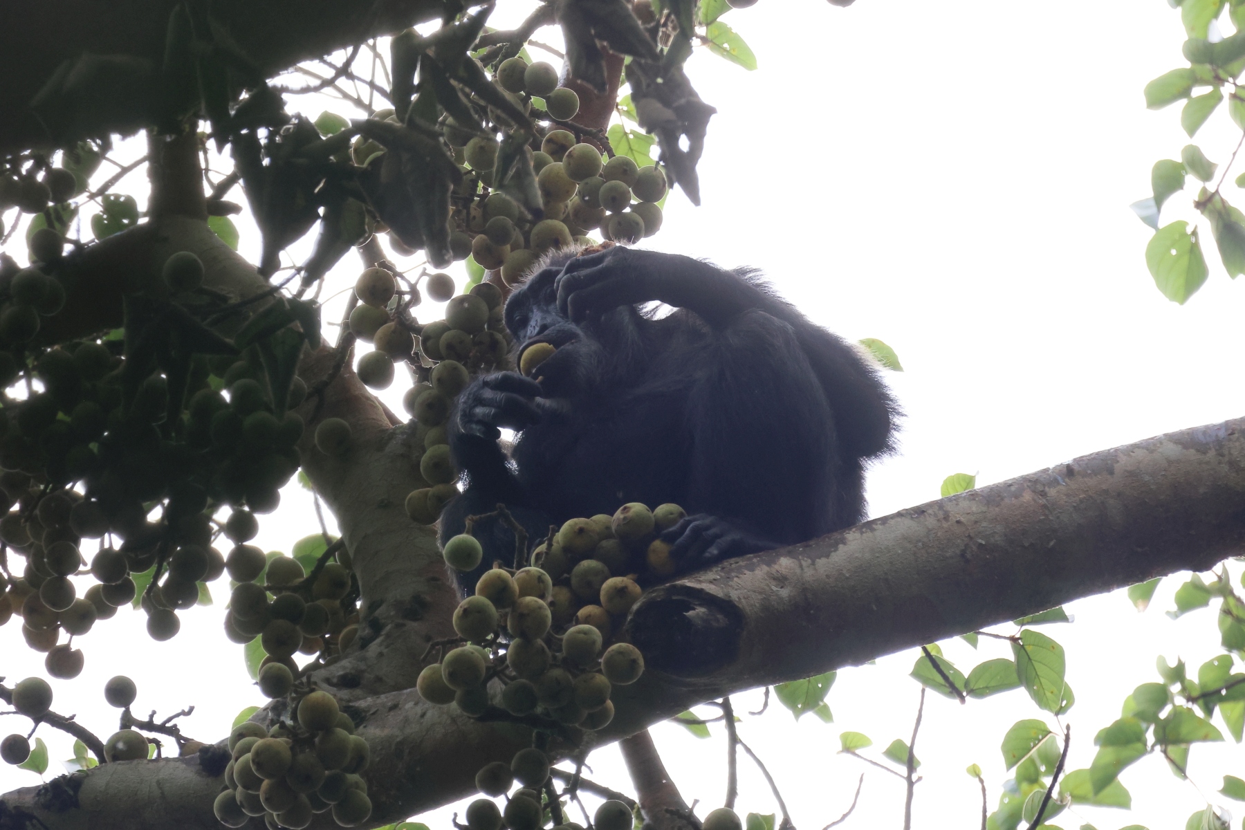 Uganda - Kibale National Park - Eastern chimpanzee (Pan troglodytes schweinfurthii)
