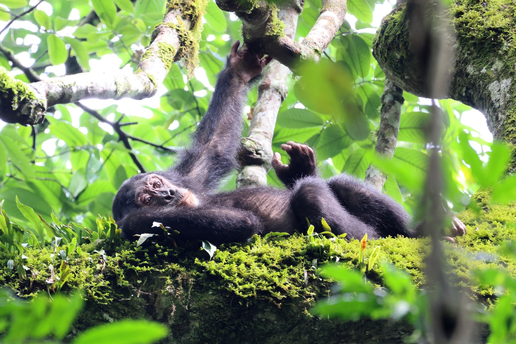 Uganda - Kibale National Park - Eastern chimpanzee (Pan troglodytes schweinfurthii)