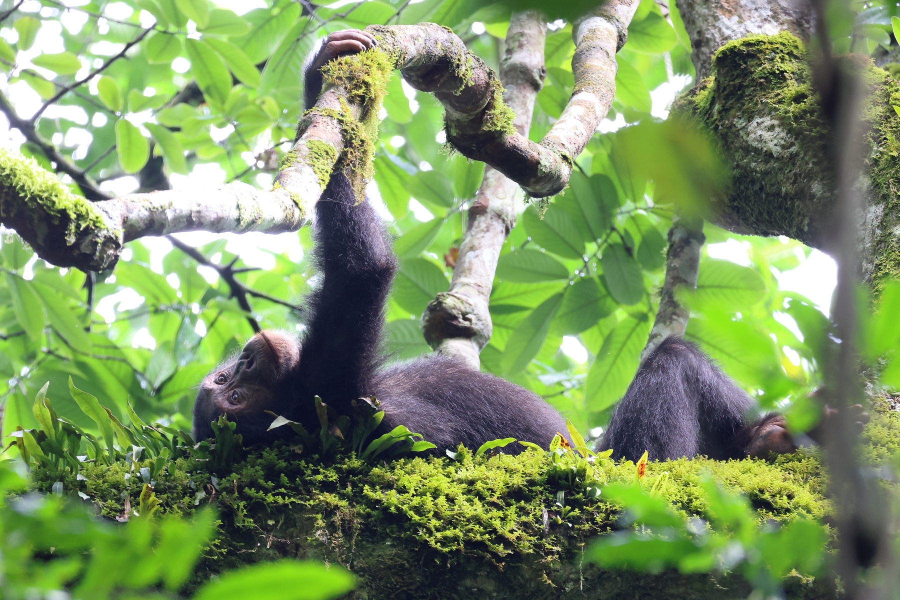 Uganda - Kibale National Park - Eastern chimpanzee (Pan troglodytes schweinfurthii)