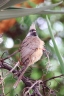 Rwanda - Kigali - Speckled mousebird (Colius striatus)