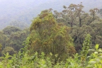 Rwanda - Volcanoes national park