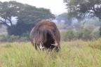 Uganda - Queen Elizabeth National Park - Strange elephant