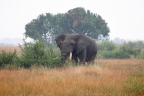 Uganda - Queen Elizabeth National Park - Elephant