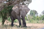 Uganda - Queen Elizabeth National Park - Elephant