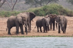 Uganda - Queen Elizabeth National Park - Elephants