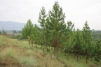 Uganda - Near Amabere caves - Pine trees