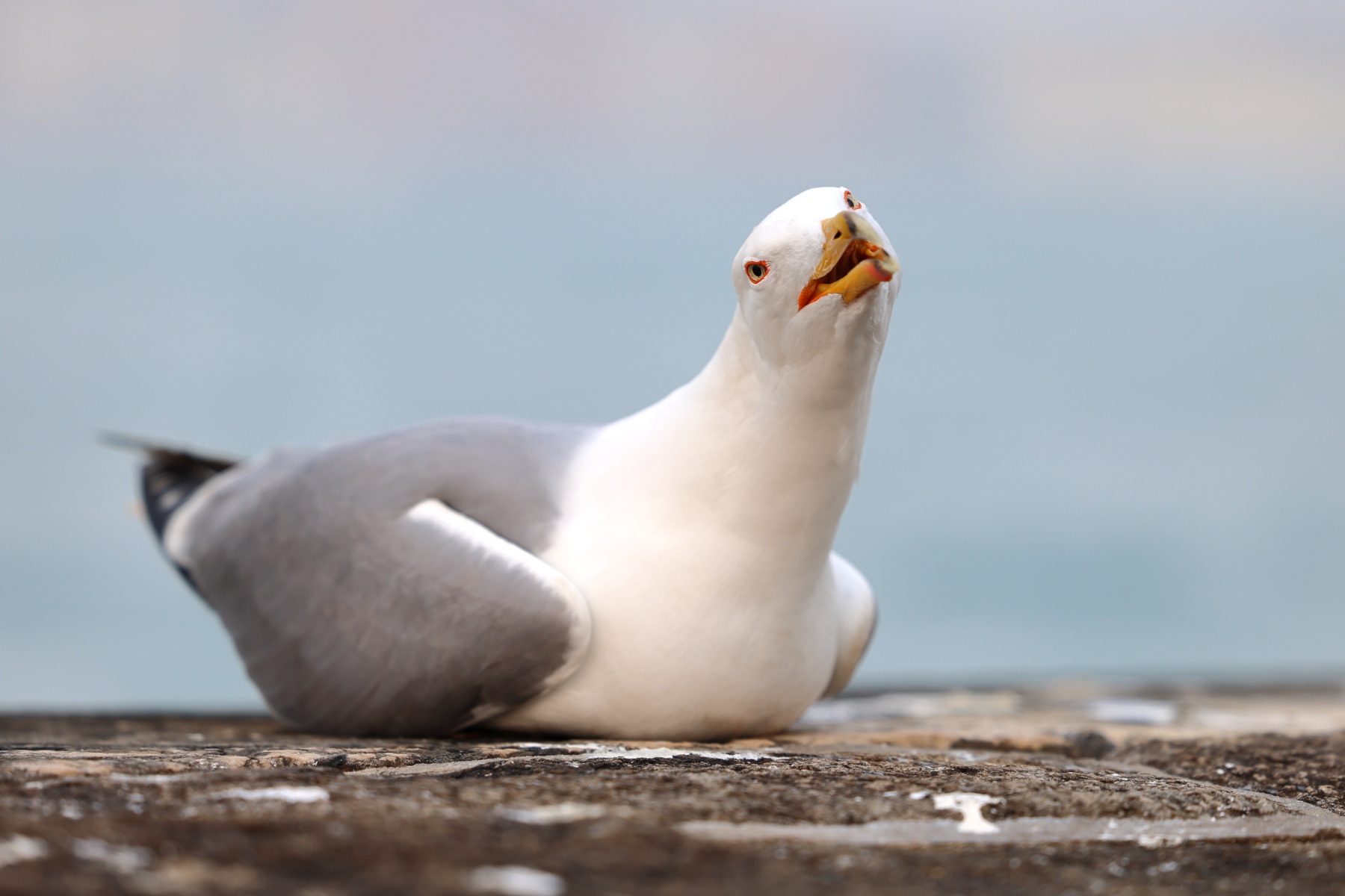Seagull screaming