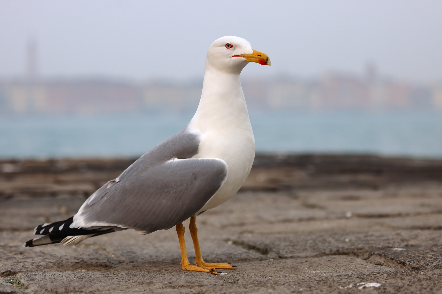 Seagull