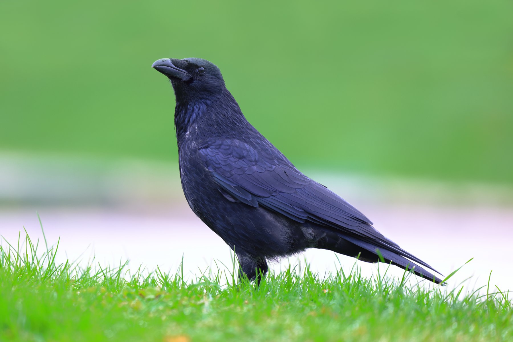 Belvedere - Raven
