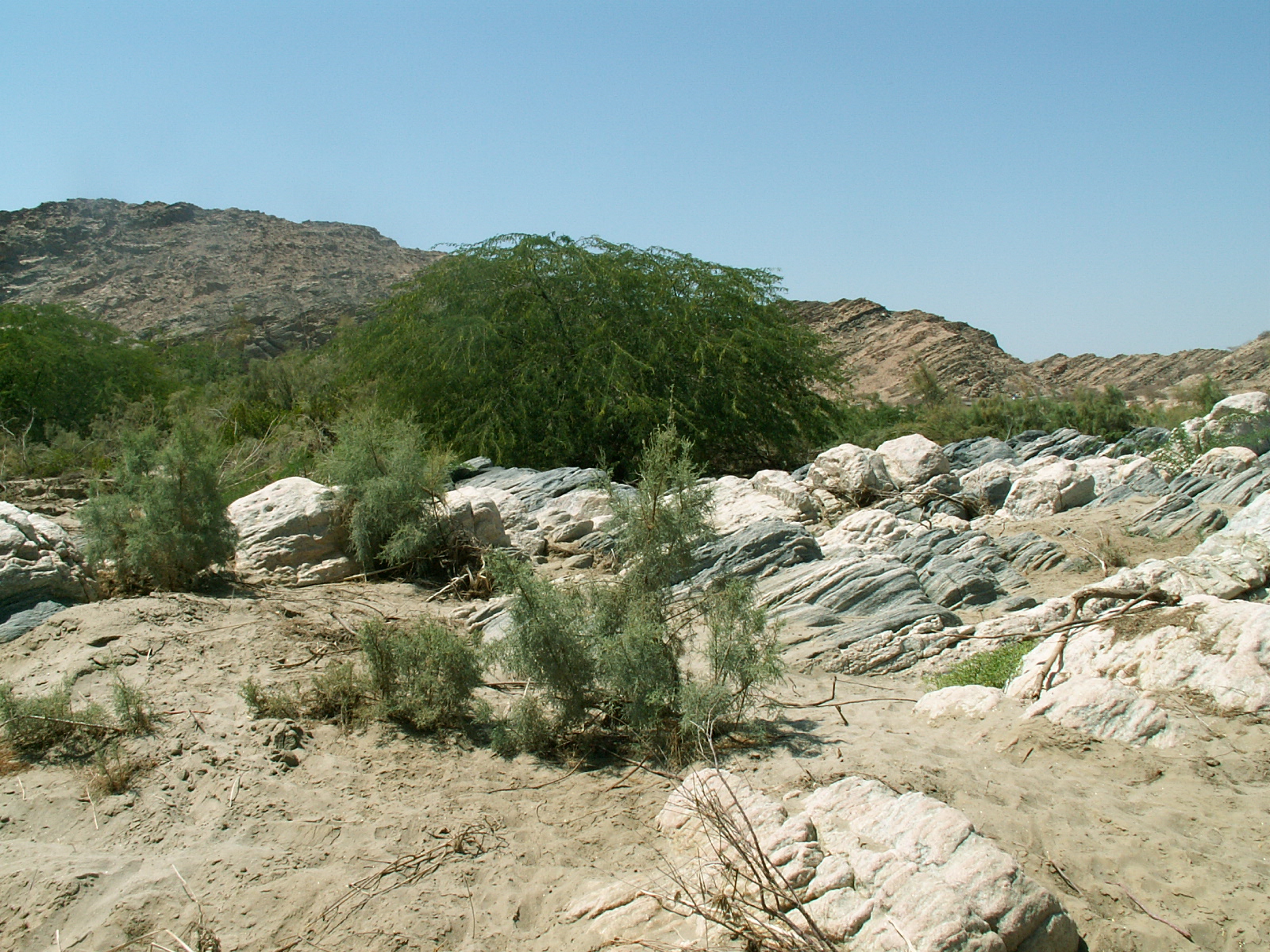 Near Al Mahfid