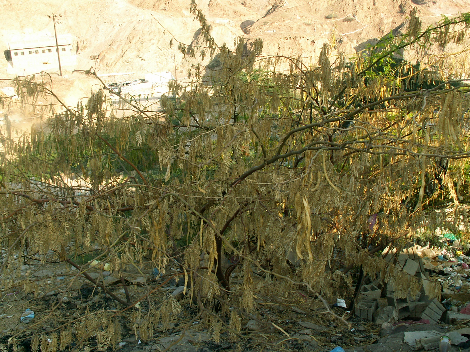 Al Mukalla