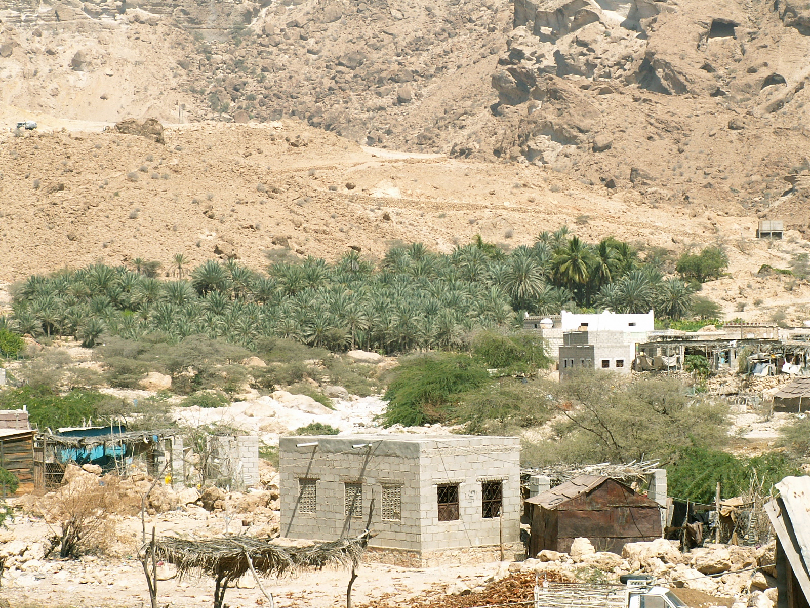 Near Al Mukalla - Coconut plantation