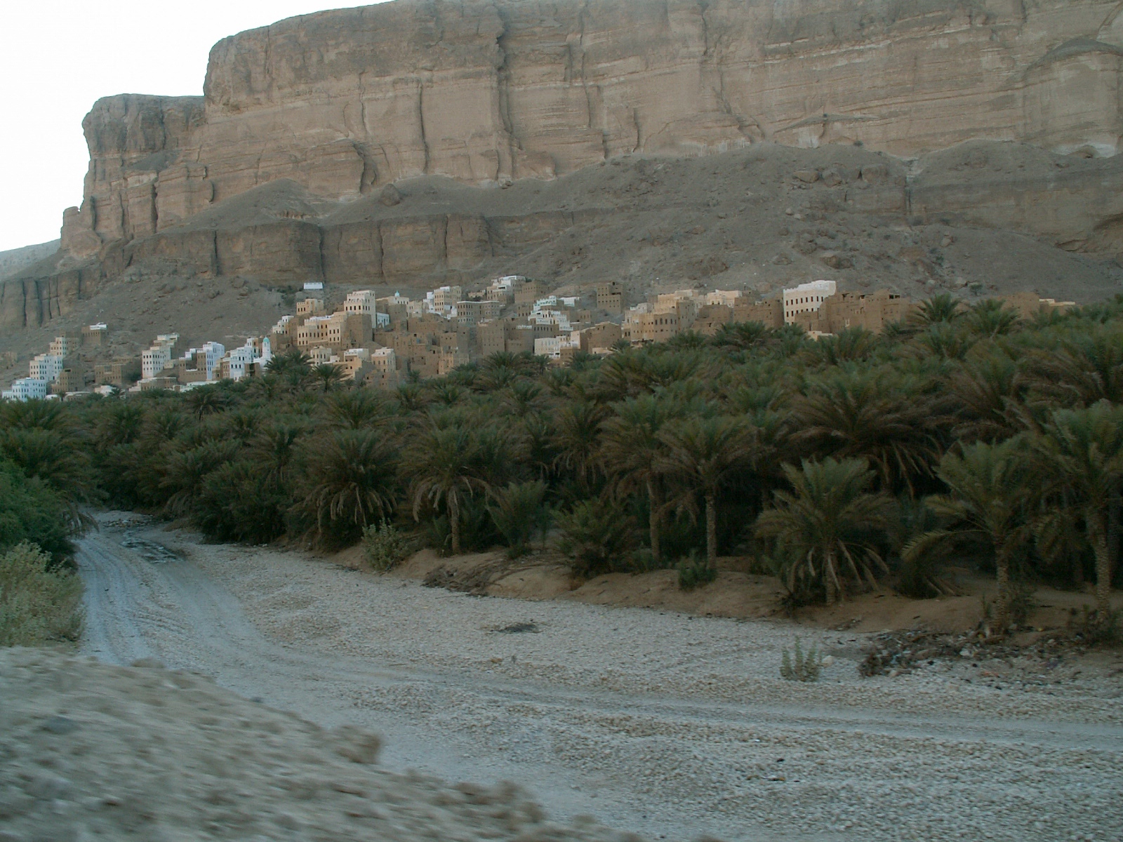 Wadi Doan - Date palms