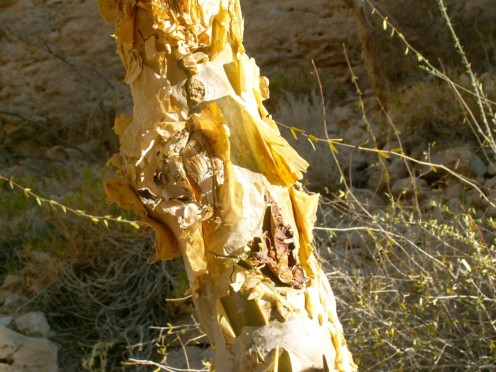 Al Khuraybah - Myrrh tree