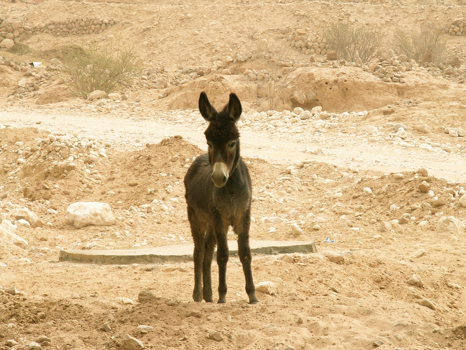 Wadi Doan - Donkey