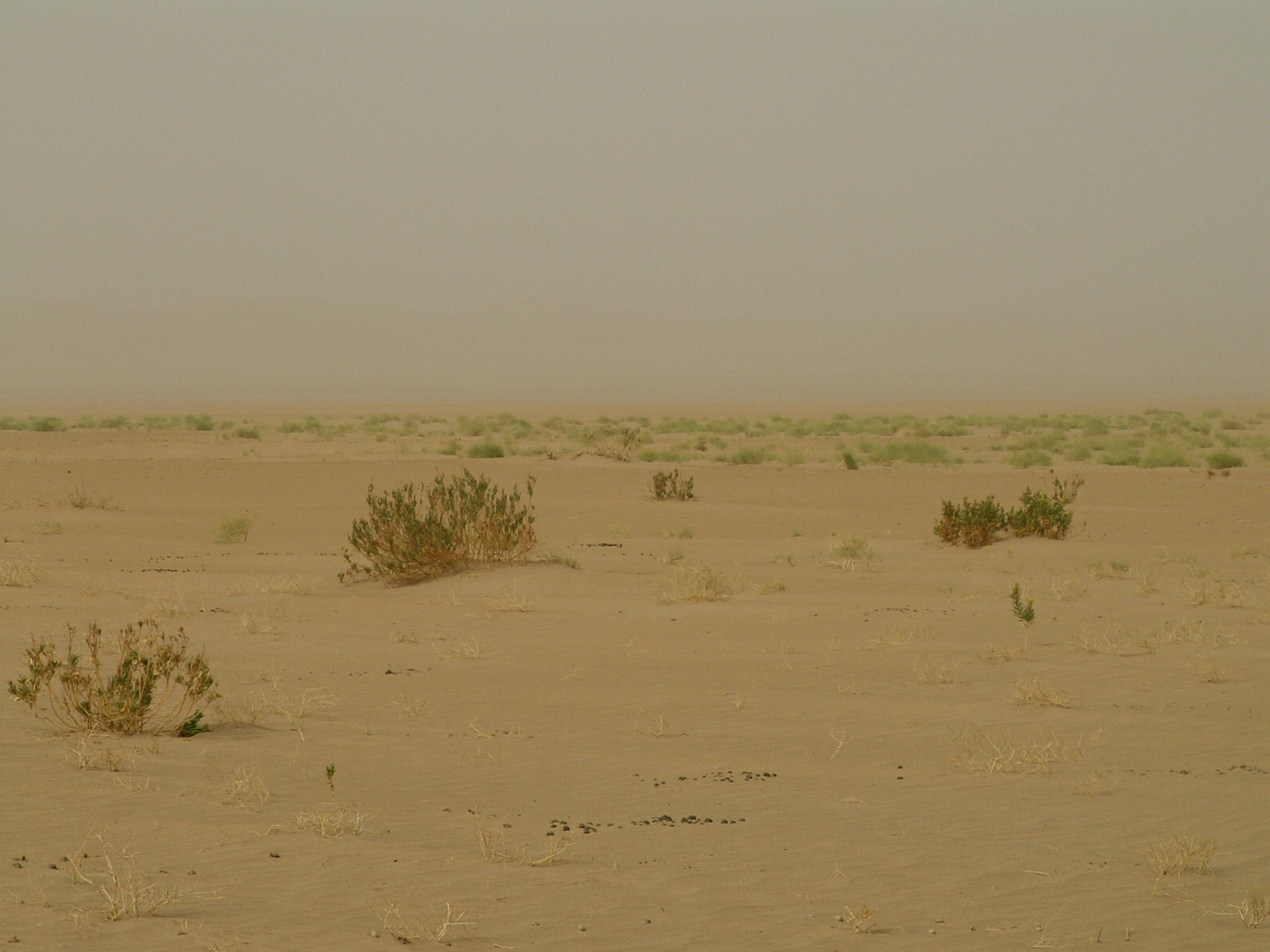 Ramlat as Sabatayn - Desert