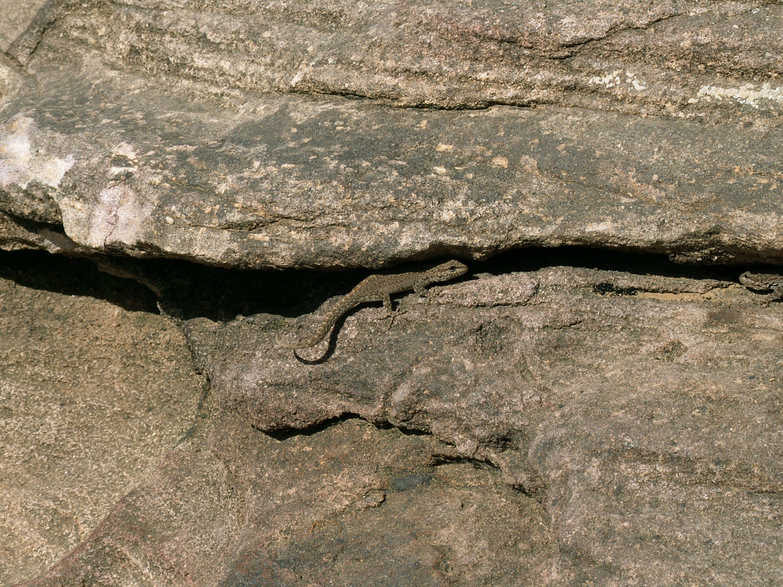 Near Kawkaban - Lizard