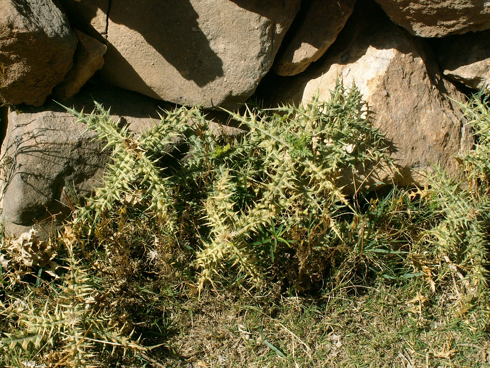 Beduga - Plant