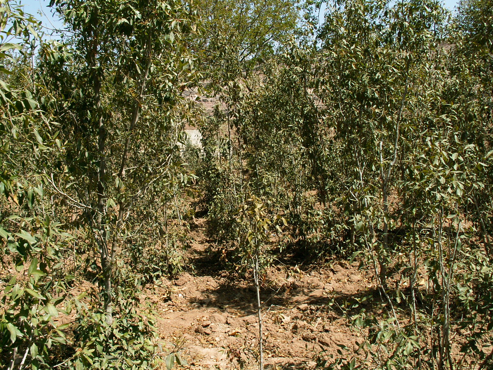 Beduga - Qat plantation