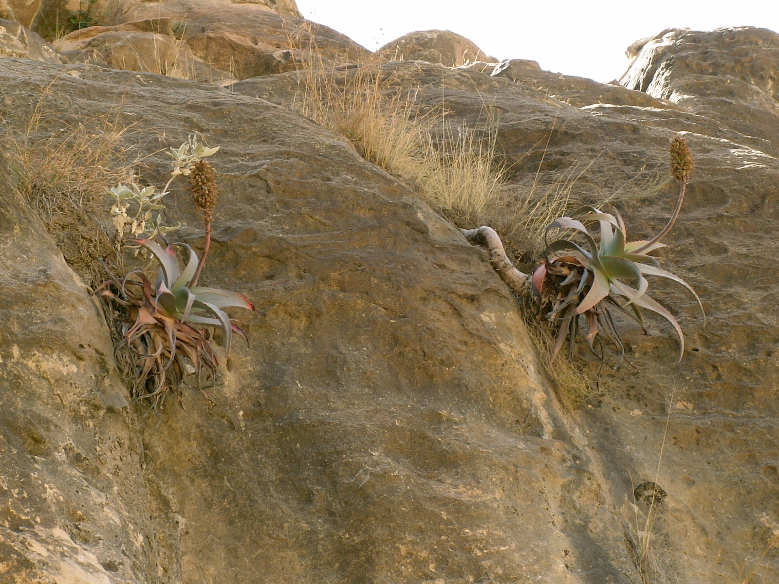 Near Beduga - Aloa plants