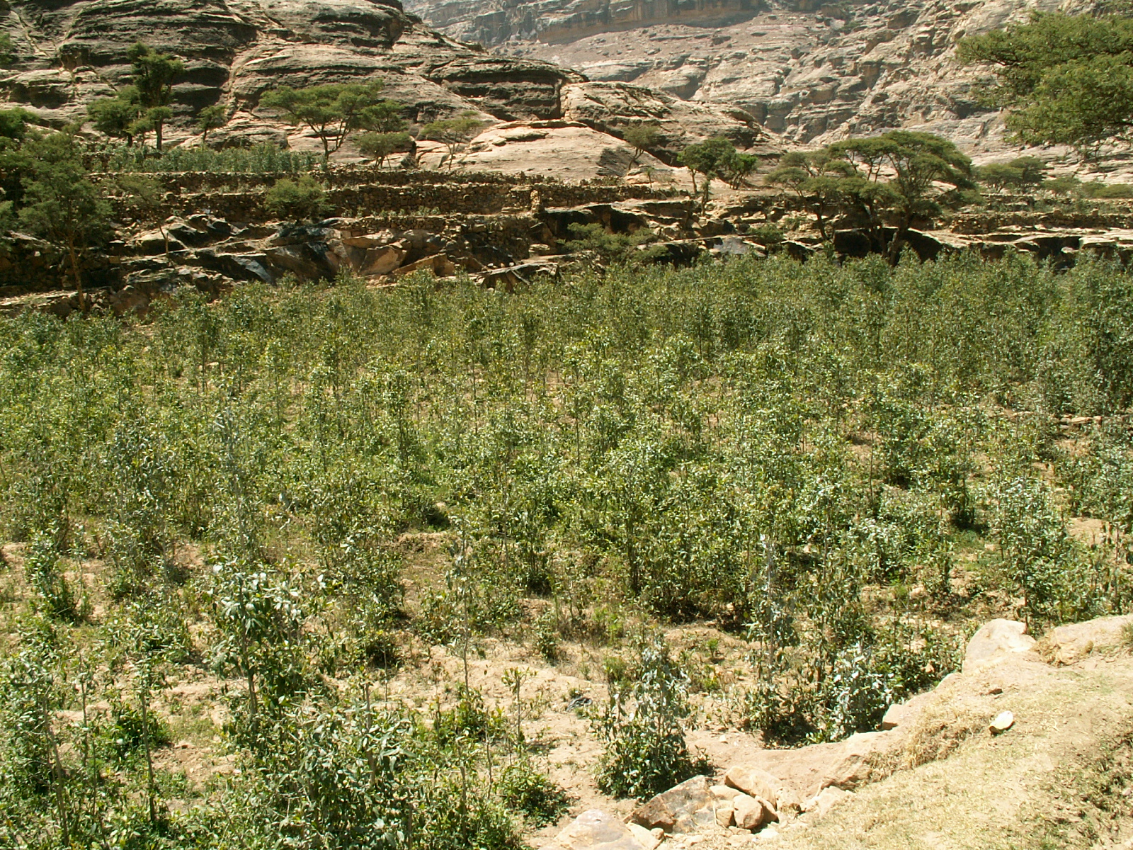 Wadi Gazuan - Qat plantation