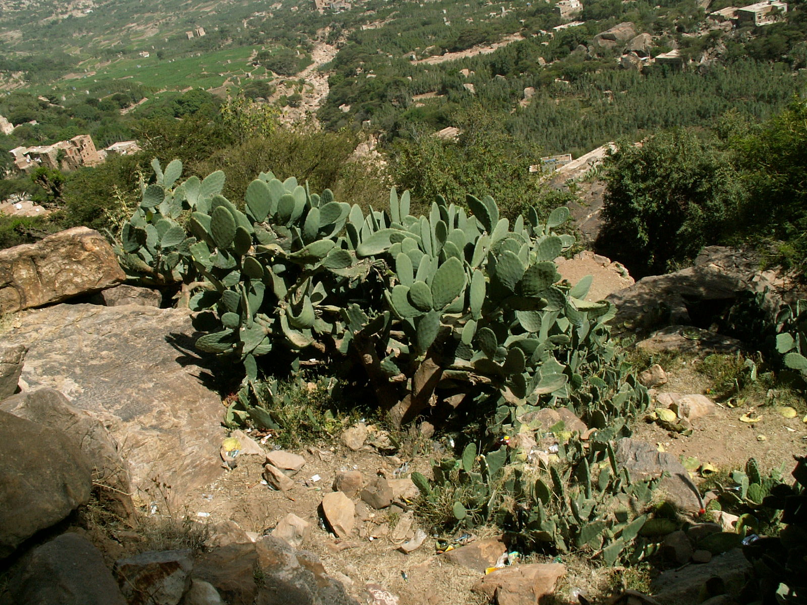 Near At Tawilah - Cactus