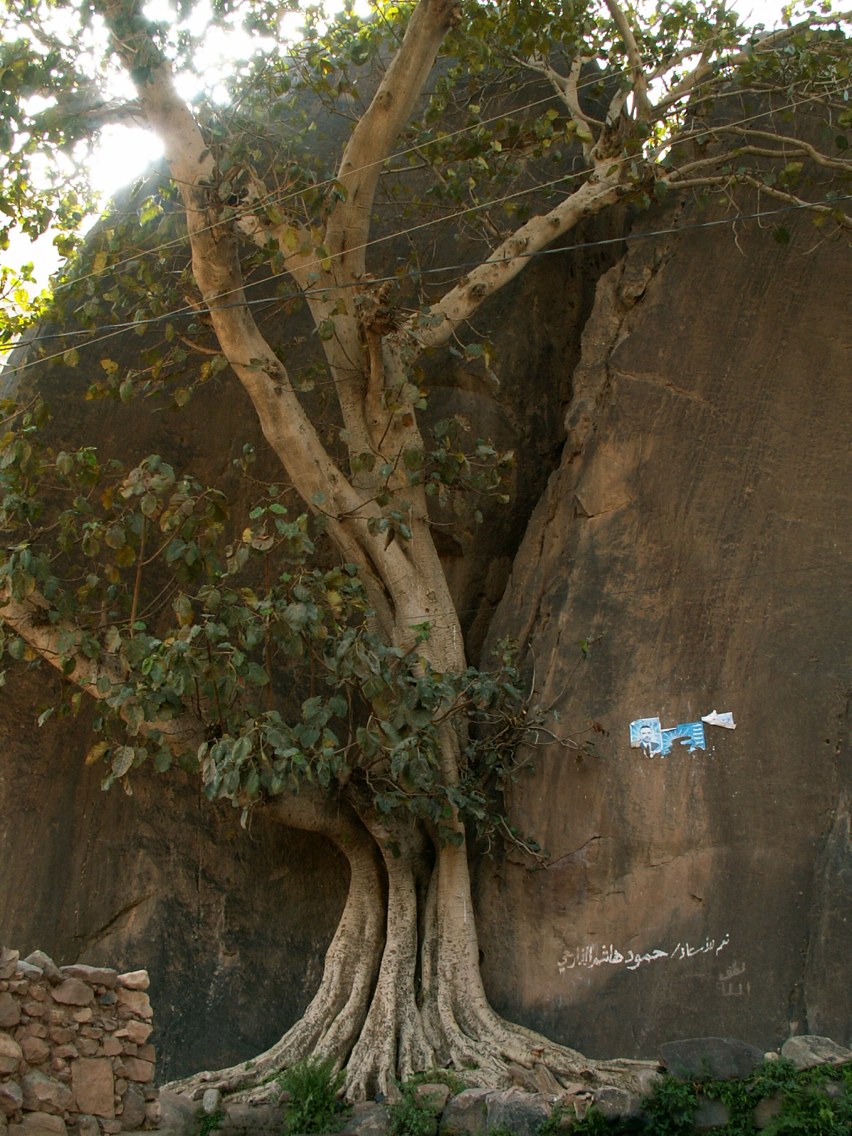 Near At Tawilah - Strange tree and stone