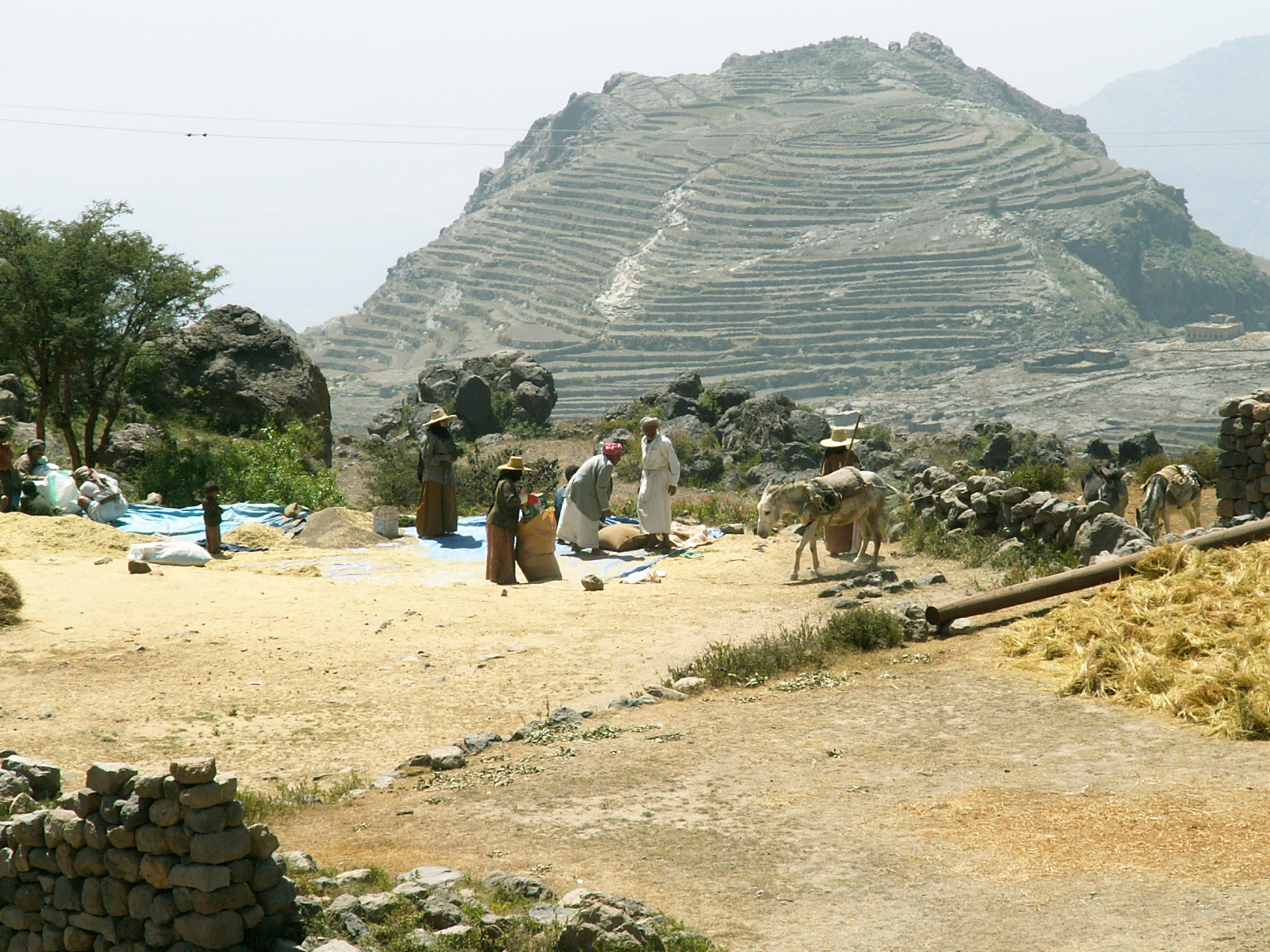 Near Manakhah - Threshing