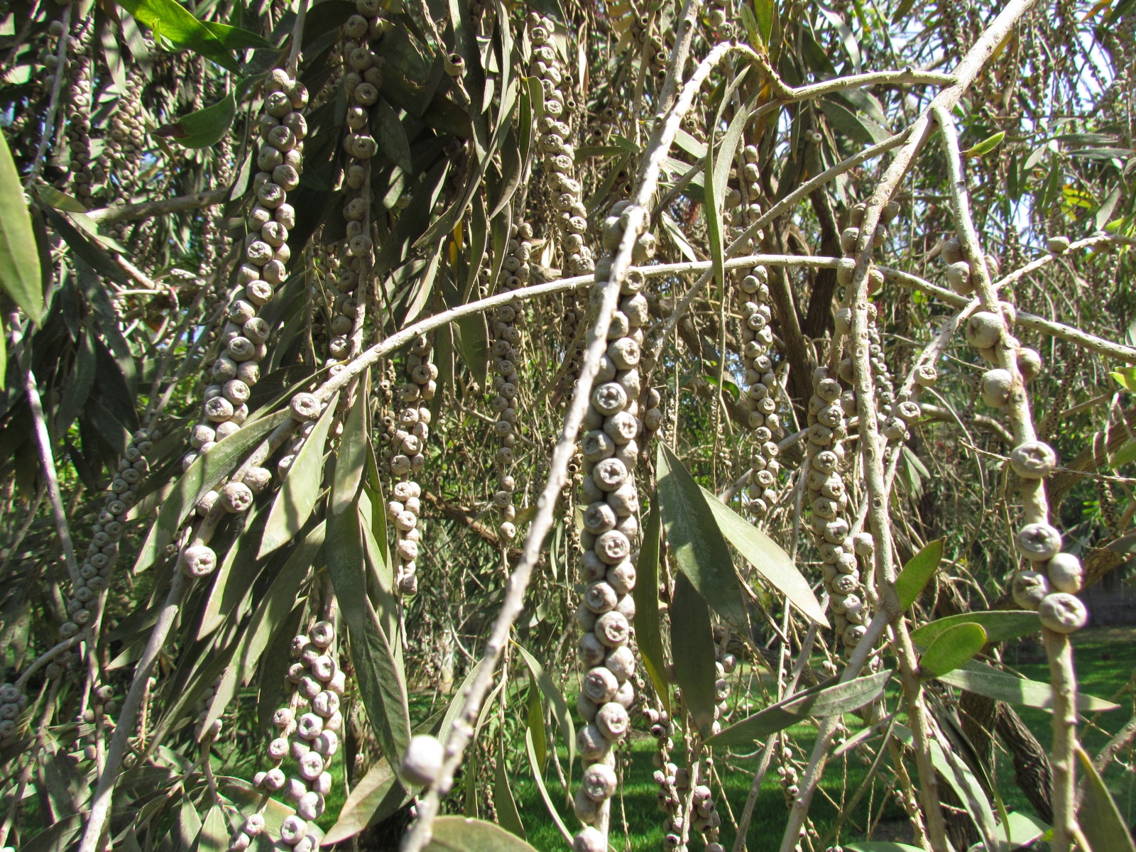 Lusaka - Wayside lodge - Eucalyptus