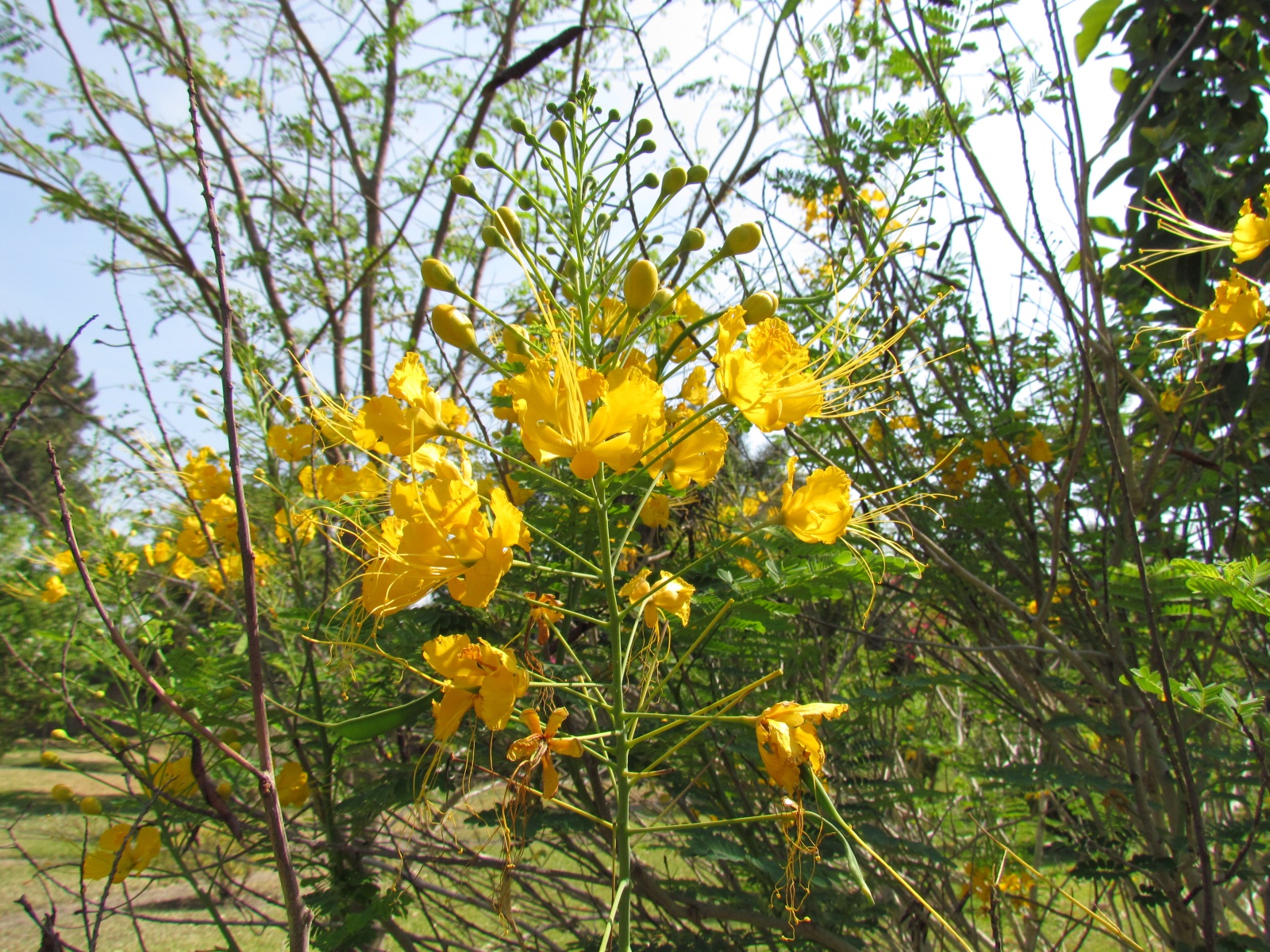 Lusaka - Wayside lodge - Yellow poinciana (Caesalpinia pulcherrima)