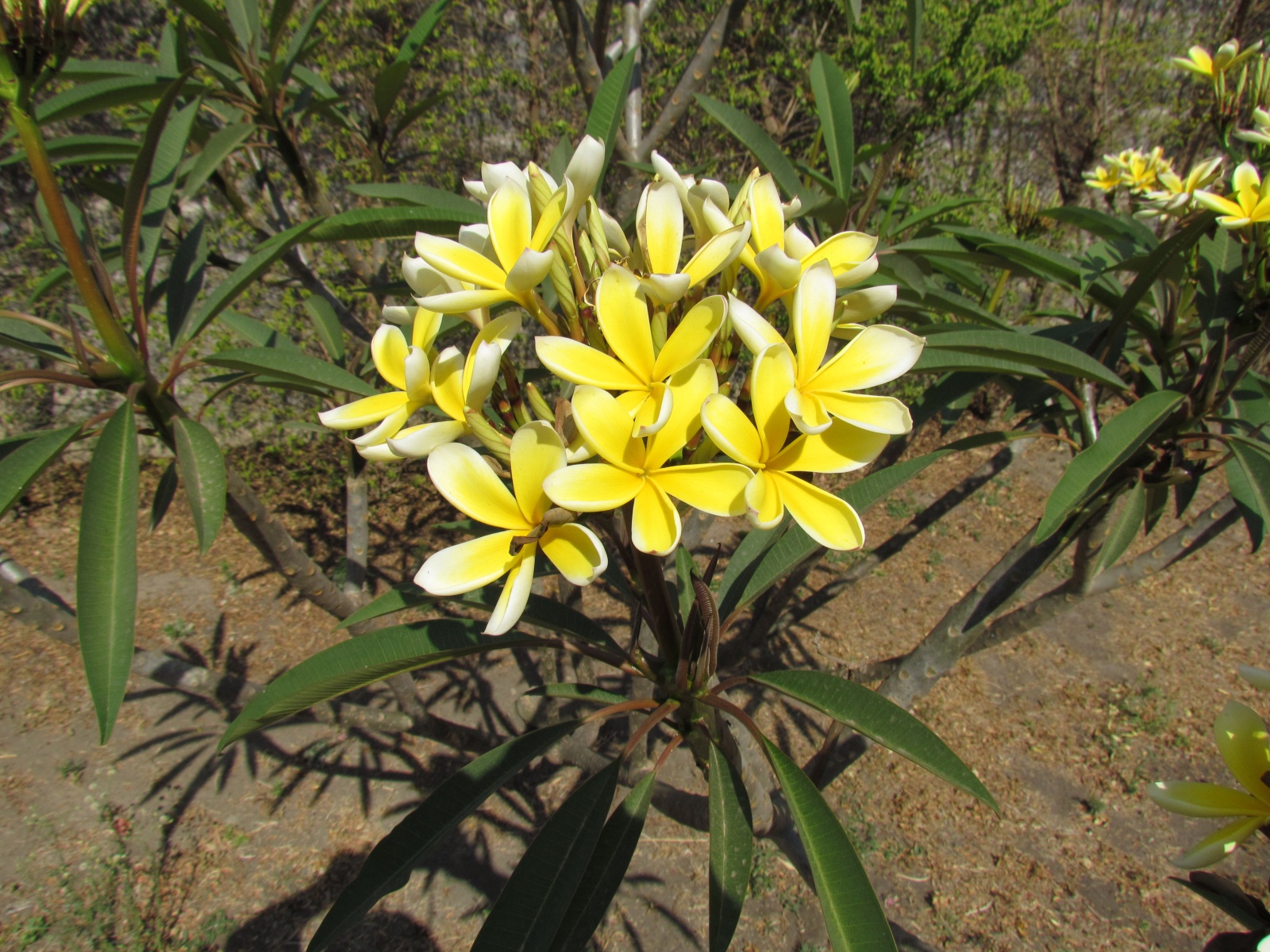Lusaka - Wayside lodge - Frangipani (Plumeria)