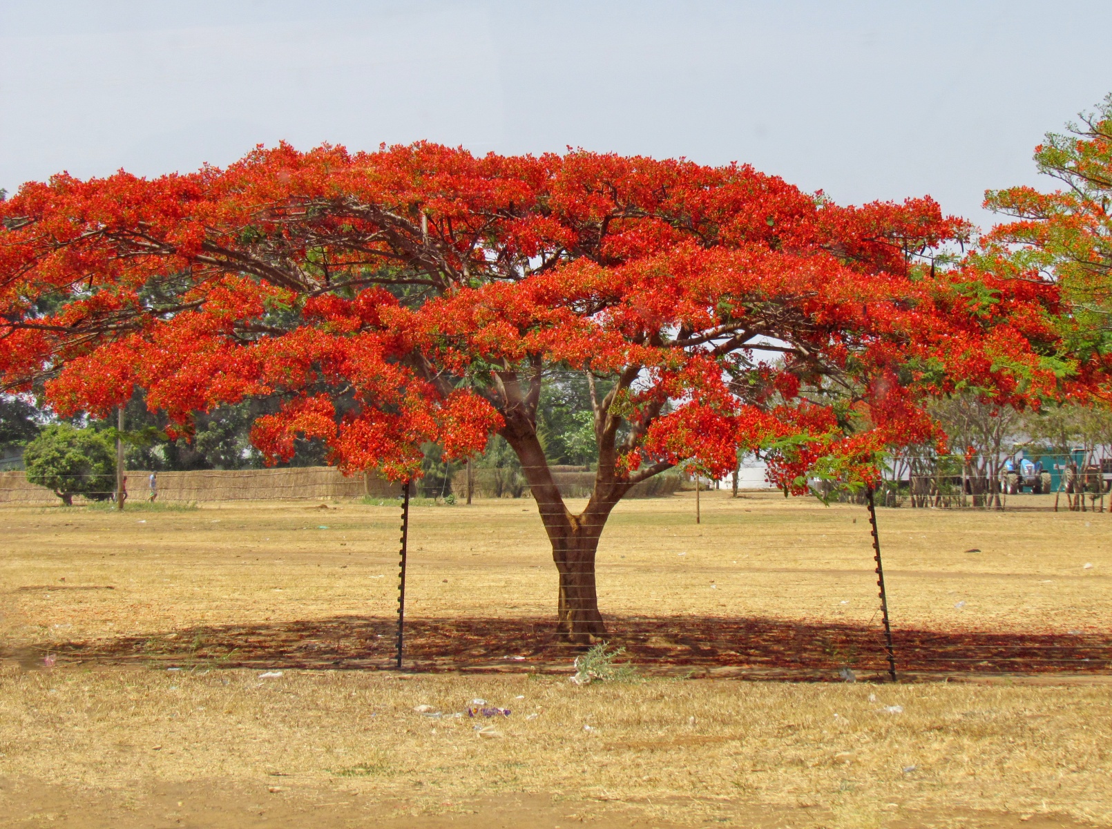 Near Lusaka - Royal poinciana, flame tree (Delonix regia)