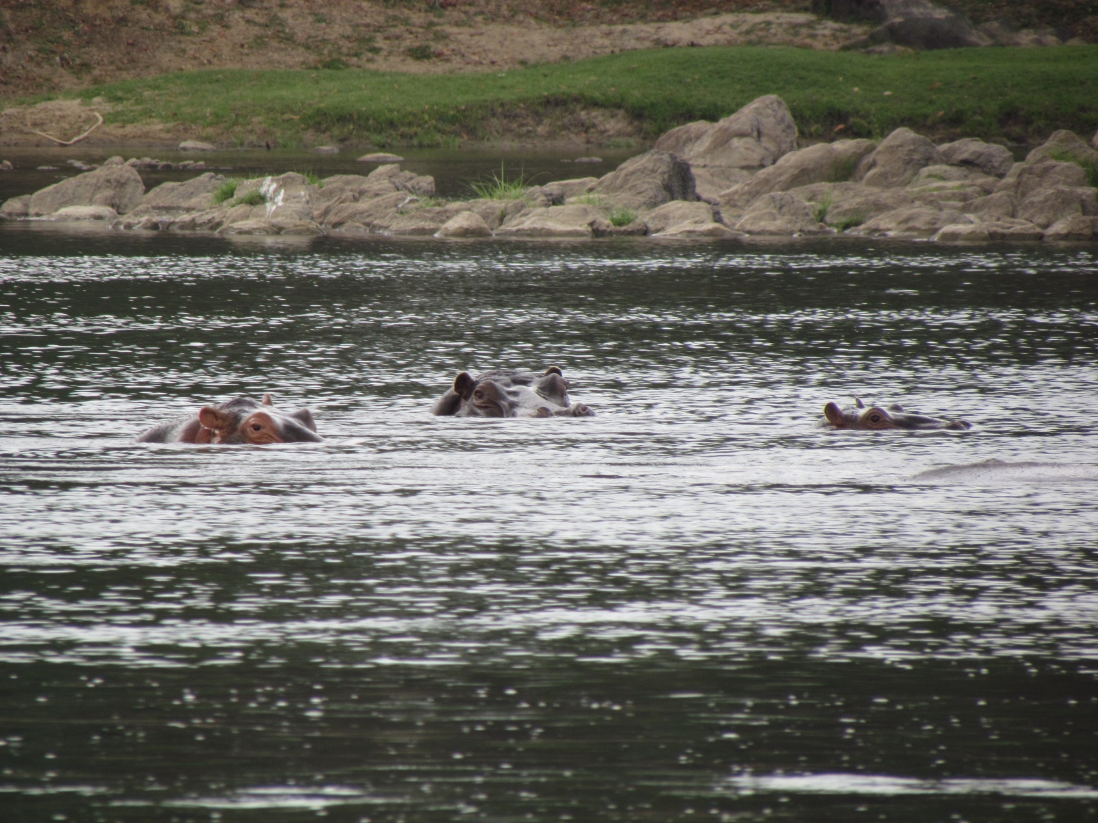 Kafue national park - Mayukuyuku camp - Hippopotamuses (Hippopotamus amphibius)