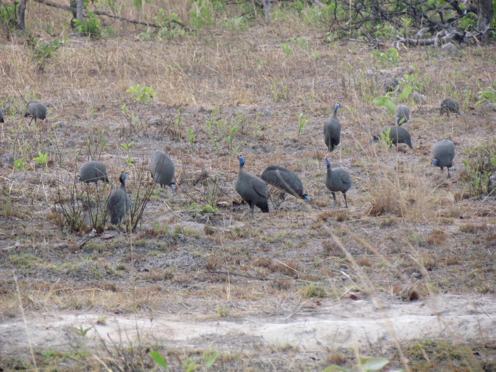 Kafue national park - Helmeted guinea fowls (Numida meleagris)
