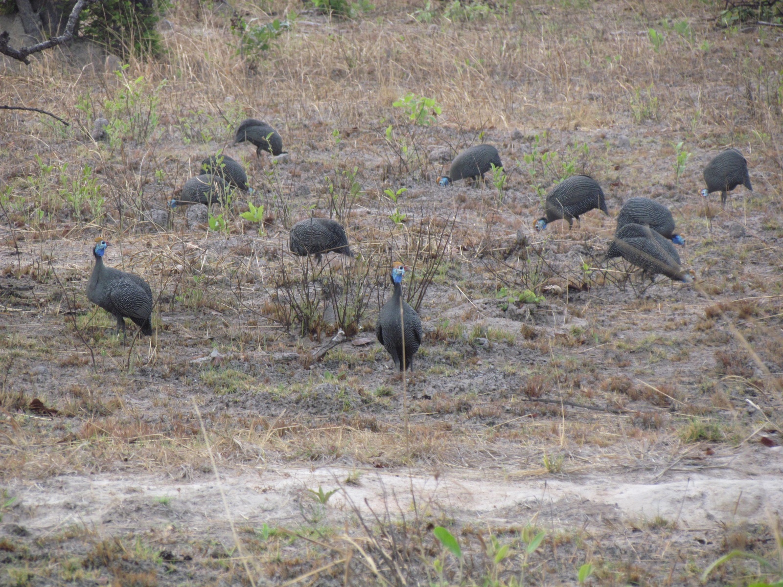 Kafue national park - Helmeted guinea fowls (Numida meleagris)