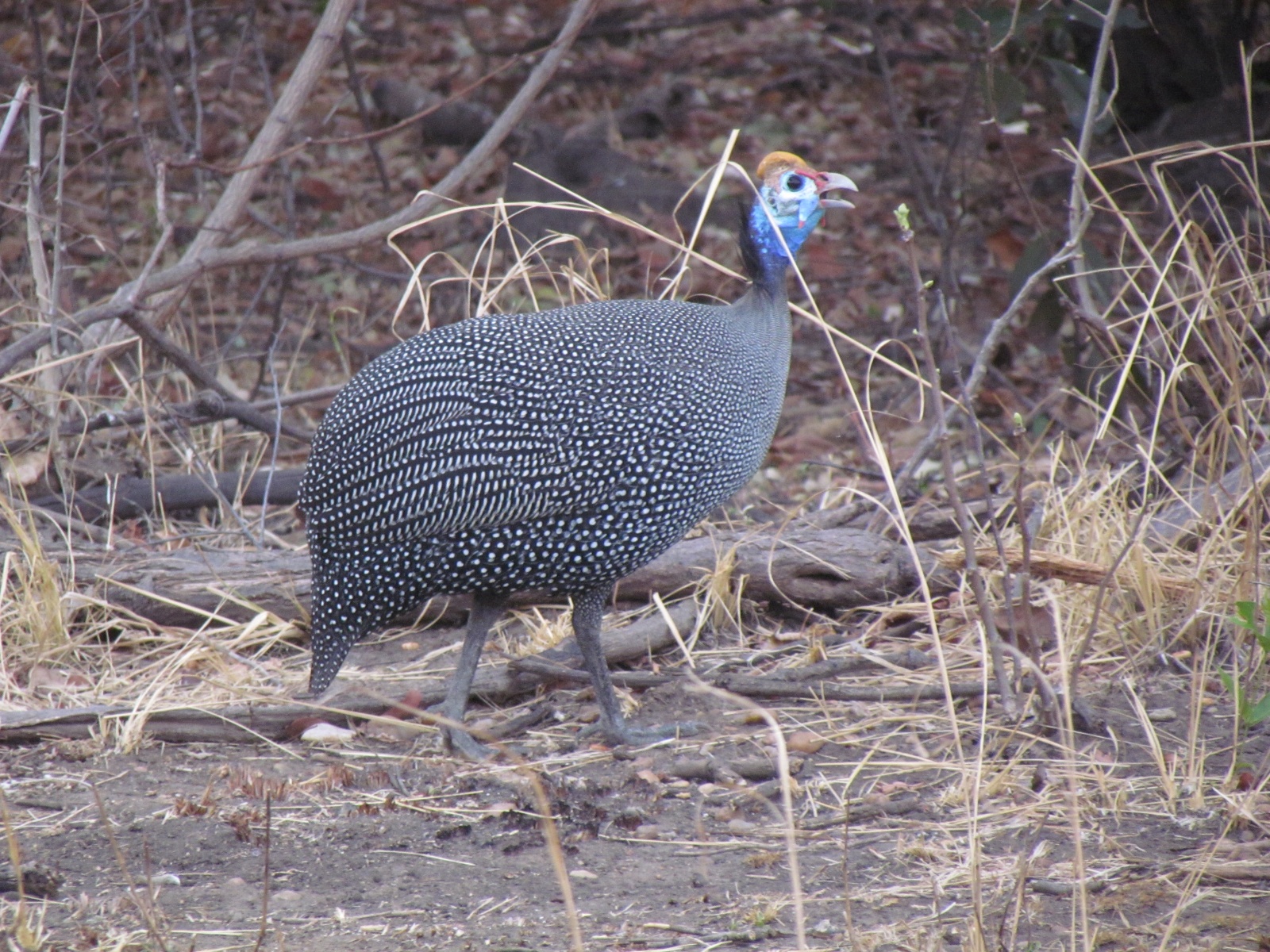 Kafue national park - Helmeted guinea fowl (Numida meleagris)