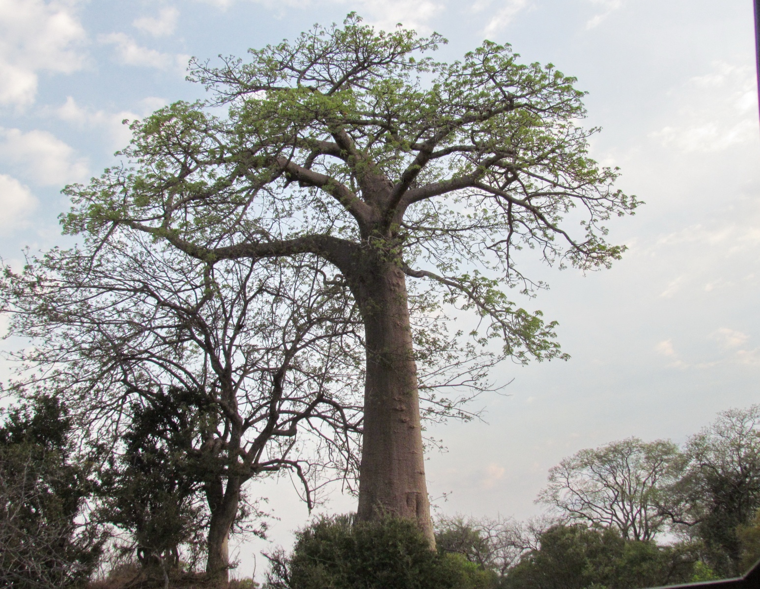 Kafue national park - Baobab