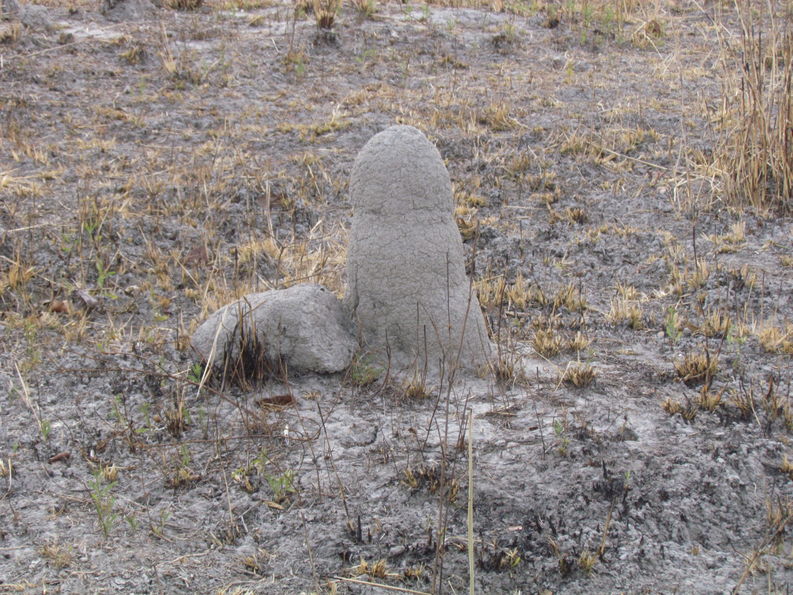Kafue national park - Termite mound
