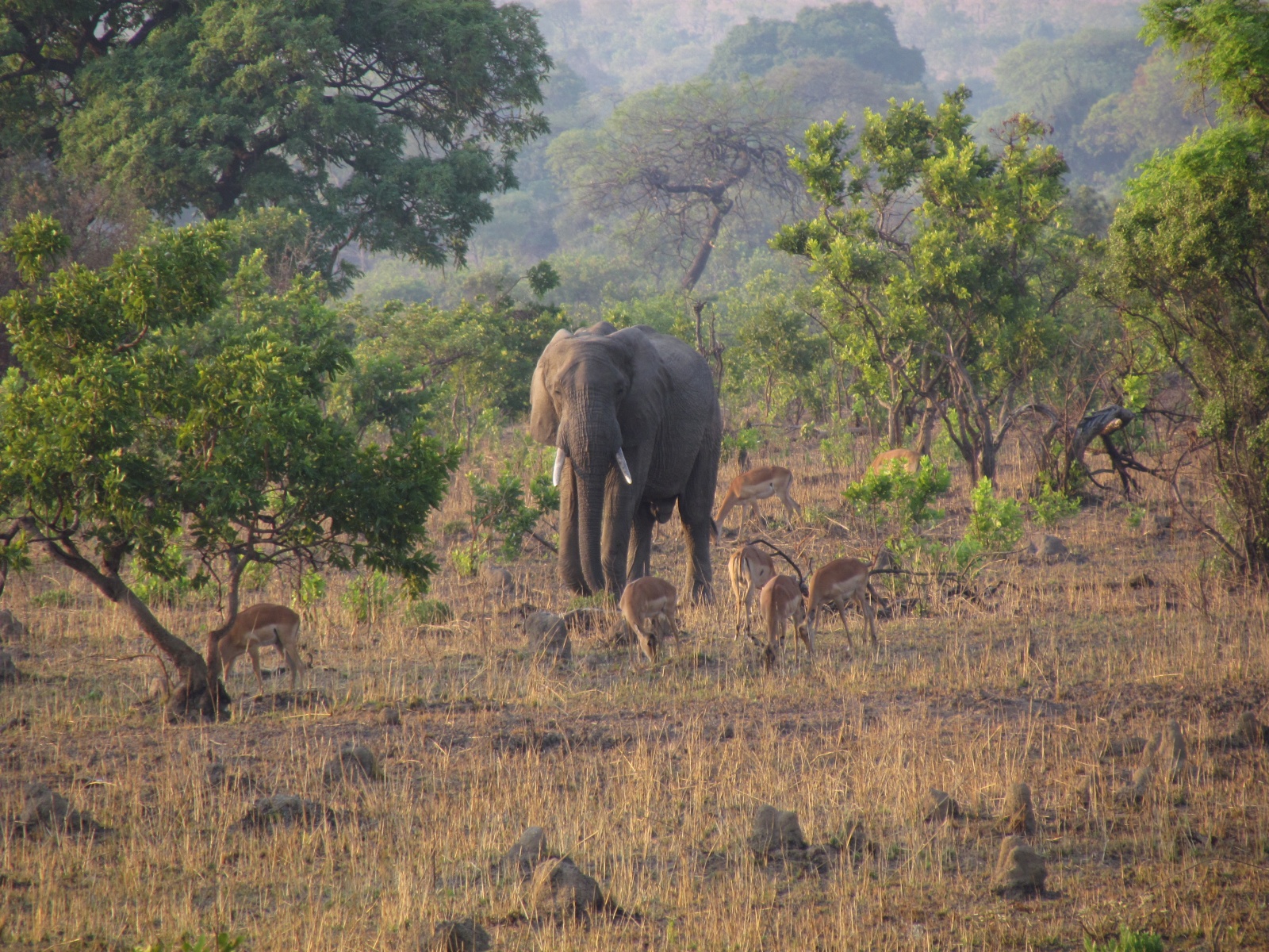 Kafue national park - African bush elephant (Loxodonta africana)