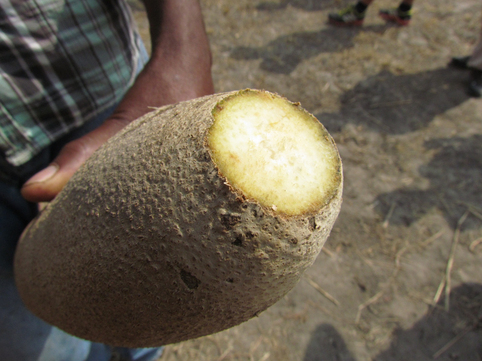 Kafue national park - Sausage tree fruit (Kigelia africana)