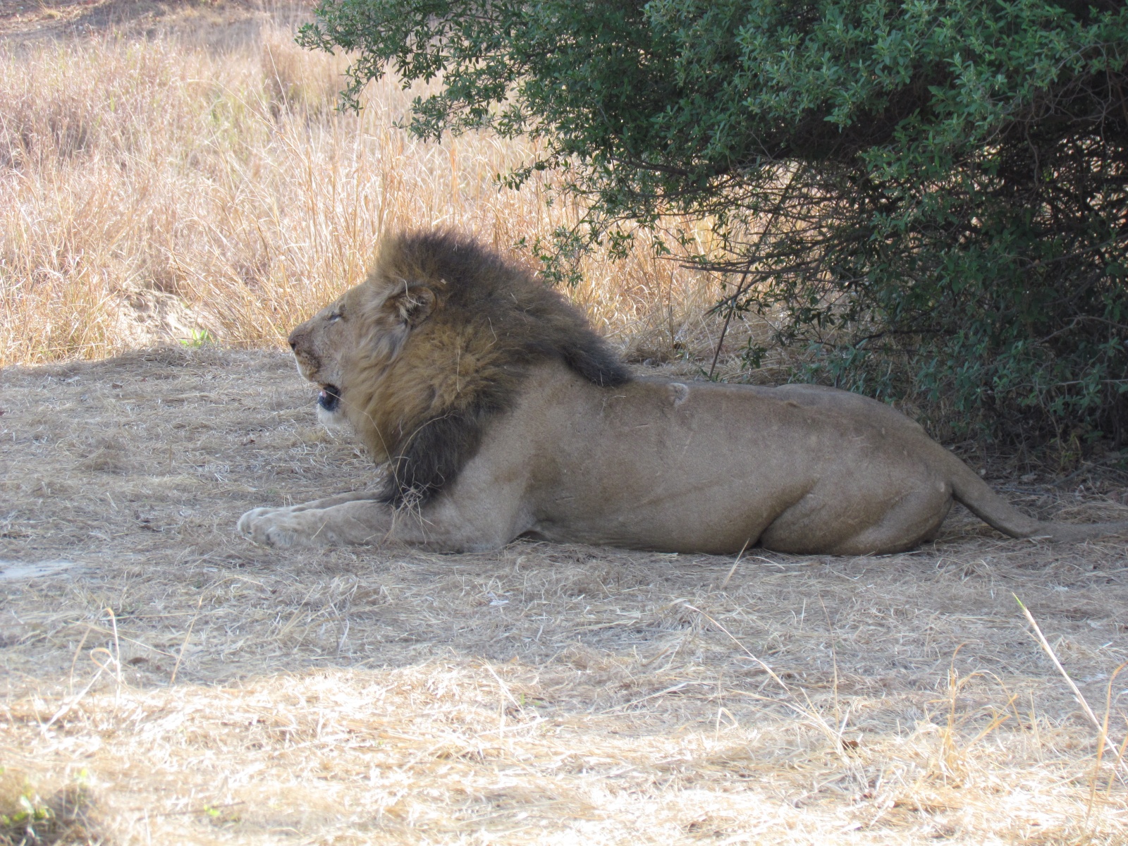 Kafue national park - Lion (Panthera leo)