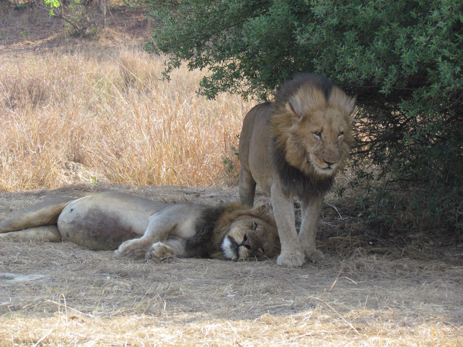 Kafue national park - Lions (Panthera leo)