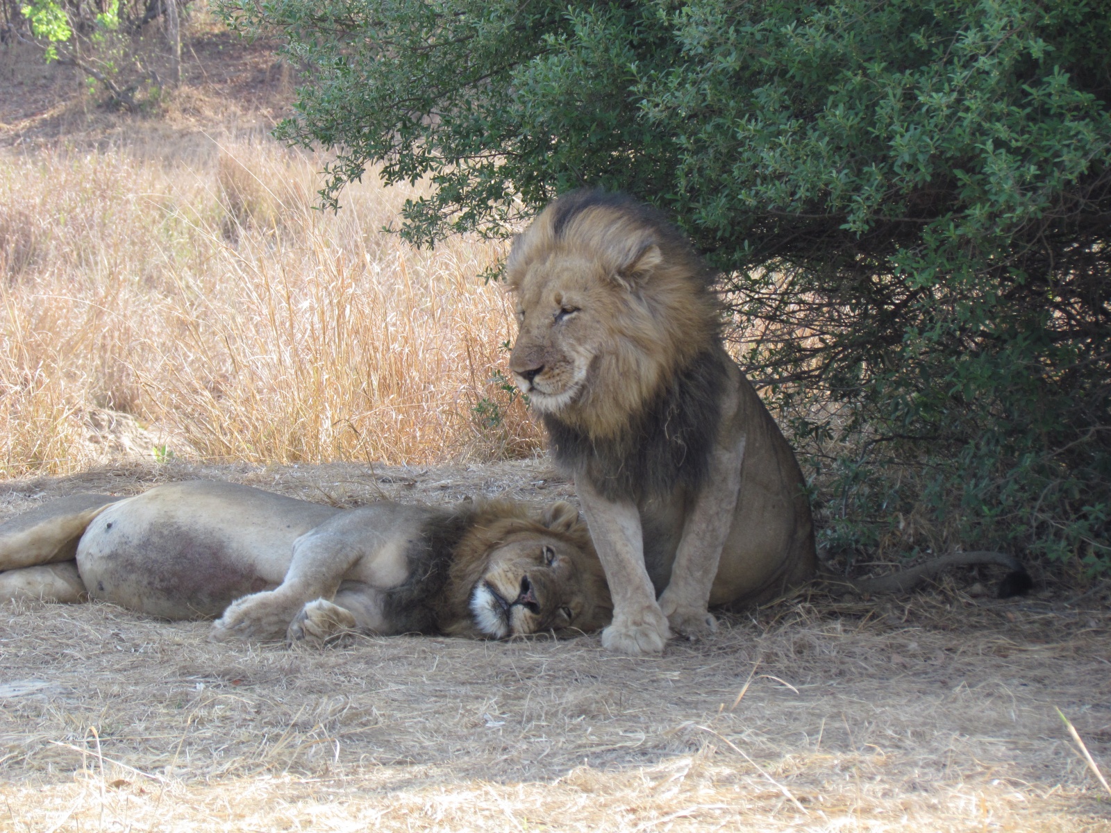 Kafue national park - Lions (Panthera leo)